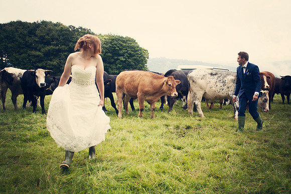 Wales wedding Photographer, Farm wedding, Cows